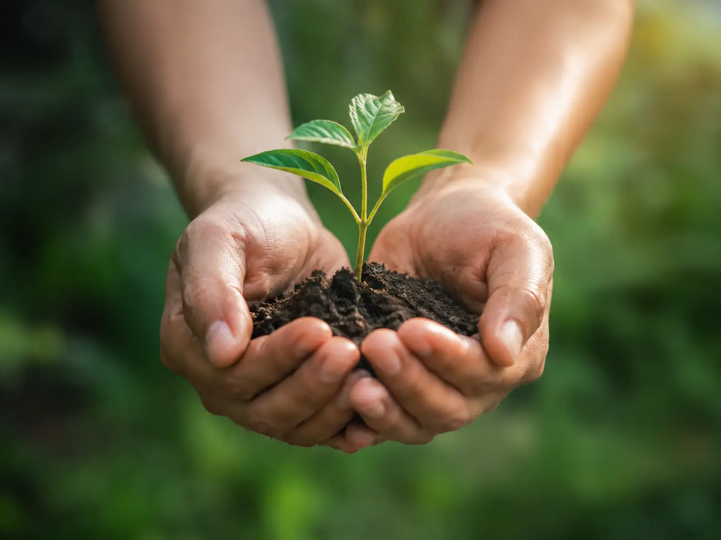 Hands holding a growing plant